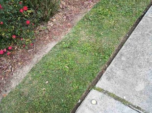 Weeding by Gray Allen for Rebecca F. in New Orleans, LA