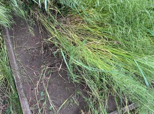 Weeding by Eliezer Paez for Laura F. in Salt Lake City, UT