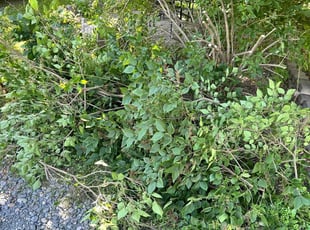 Kay D.'s Bush Trimming service result