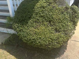 Michael P.'s Bush Trimming service result