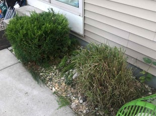 Bush Trimming by Nathan Edwards for Kalia Y. in Brown Deer, WI