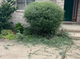 Bush Trimming by Kyle Birmingham for Paul B. in Sterling Heights, MI