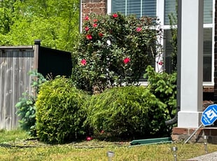 Bush Trimming by Hector Milan for Rain M. in Nashville, TN