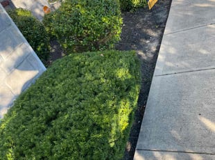 Bush Trimming by Luis Contreras for Charles W. in Zionsville, IN