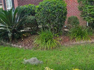 Donna C.'s Bush Trimming service result
