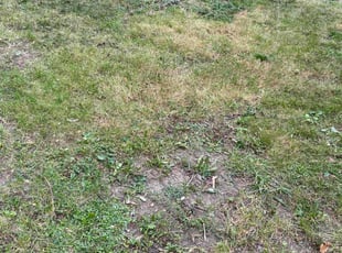 Leaf Removal by David Brooks for Regina R. in Detroit, MI