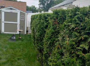Marvin T.'s Bush Trimming service result