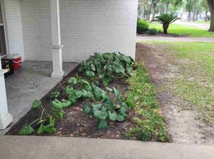 Leaf Removal by Pamela Gomez for Trent H. in Houston, TX