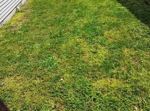 Leaf Removal by David Cole for Bradley S. in Lexington, KY