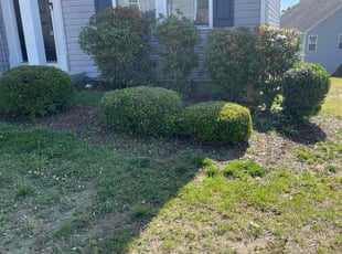 Bush Trimming by Haleigh Brinkley for Melvin H. in Concord, NC