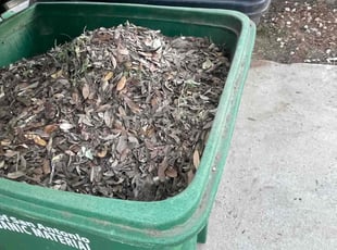 Leaf Removal by Miguel Delgado for Carlton P. in San Antonio, TX