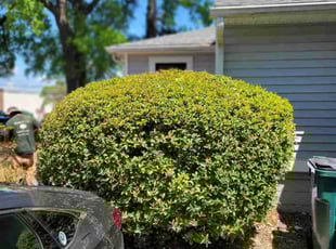 Bush Trimming by Mike Williams for Maurice N. in Richmond, VA