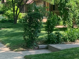 Bush Trimming by Michael Williams for Jesse W. in Milwaukee, WI