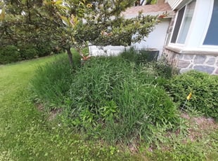 Weeding by Jerome Glenn for Mike M. in Brookfield, WI