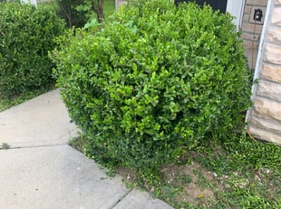 Bush Trimming by Luke Neal for Lea L. in Grove City, OH