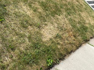 Weeding by Timothy Miller for John S. in Saint Paul, MN
