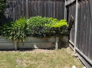 Weeding by Amador Avila Haro for Saumya S. in Los Gatos, CA