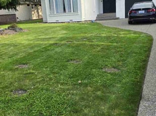 Pam F.'s Lawn Mowing Service service result