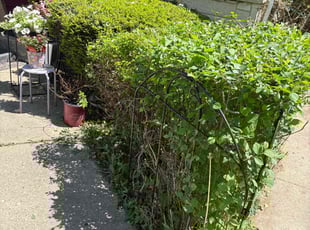 Bush Trimming by Ricardo Whitehead for Diana D. in Milwaukee, WI