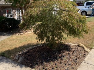 Cleanups by Dalton Cavender for Meridith M. in Chattanooga, TN