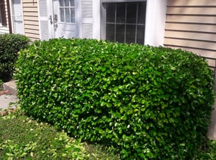Bush Trimming by Shane MacMichael for Mahdi M. in Silver Spring, MD