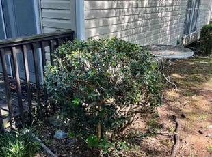 Minh p.'s Bush Trimming service result