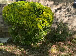 Bush Trimming by Jeff Miller for Ame B. in Midlothian, VA