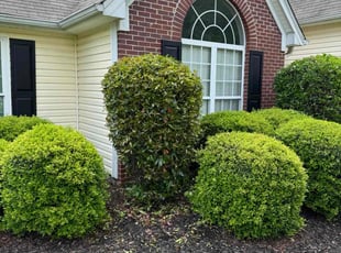 Bush Trimming by Keny Jimenez for Sarah B. in Buford, GA