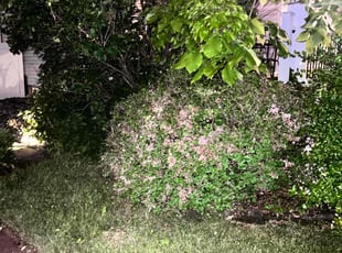 Bush Trimming by Leuris Cantallops-Fuente for Kim V. in Hasbrouck Heights, NJ
