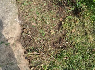 Bush Trimming by Heriberto Perez for Mary M. in Greensboro, NC