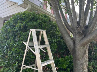 Bush Trimming by Jonathan Clark for Liz Y. in Lawrenceville, GA