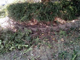 Bush Trimming by Andrew Satterwhite for Kimberly L. in Fredericksburg, VA