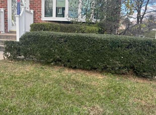 Bush Trimming by Scott Source for Rainbow Bright S. in Owings Mills, MD