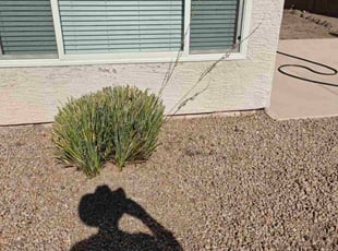 Janice W.'s Leaf Removal service result