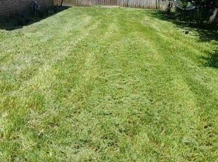 Leaf Removal by Efrain Perez for Allison S. in Houston, TX