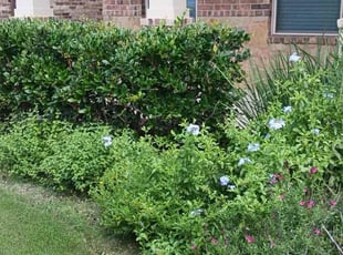 Bush Trimming by Samuel Rueda for Jared B. in Buda, TX