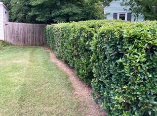 Bush Trimming by Deborah James for Earnest S. in Norfolk, VA