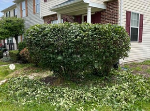 Bush Trimming by Dale Bernard for Ralph T. in Upper Marlboro, MD