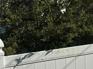 Bush Trimming by Shomari Mitchell for Joy P. in Tonawanda, NY