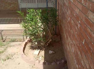Bush Trimming by Angel Sandoval for Karen H. in El Paso, TX