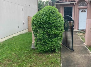 Bush Trimming by Humberto Bernal for Molly G. in Austin, TX