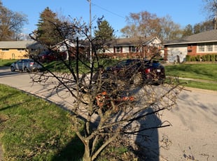 Bush Trimming by B.J. Schuetz for Aweys A. in Westerville, OH