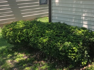 Bush Trimming by Christopher Steinhour for Dean L. in Columbus, OH