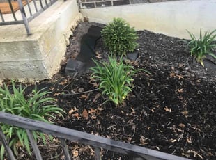 Weeding by Miranda Hacker for Hannah H. in Elsmere, KY