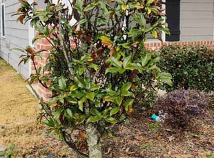 Bush Trimming by Jeffrey Handy for Dave K. in Grovetown, GA