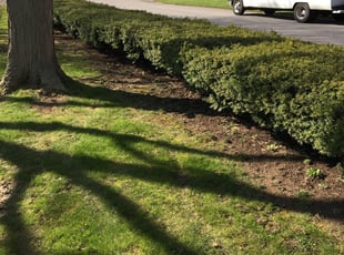 Bush Trimming by Steven Hutchison for Tom L. in Rochester, NY
