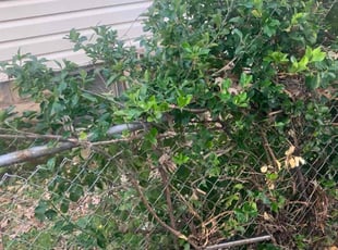 Bush Trimming by Jason Tate for Jessica S. in Washington, DC