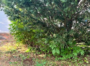 Bush Trimming by Mark Taijman for Judith G. in Waterbury, CT