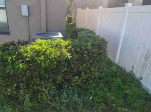 Bush Trimming by Sebastian Damaso for Justin H. in Ruskin, FL