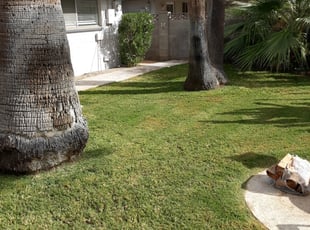 Bush Trimming by Raul Blanco for Lindsay H. in Scottsdale, AZ